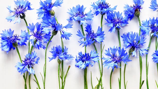 Kornblume Handyhülle – Organisch, handgemacht & nachhaltig aus Europa